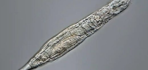 bdelloid rotifer life 24000 years