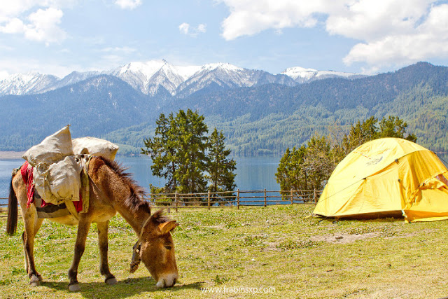 A Mule Grazing near Trekkers Tent at Rara Mugu