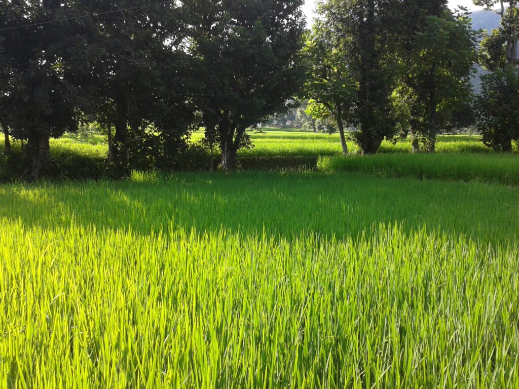 Ashar 15 is celebrated as Dhan Dibas or Rice Plantation Festival in Nepal.