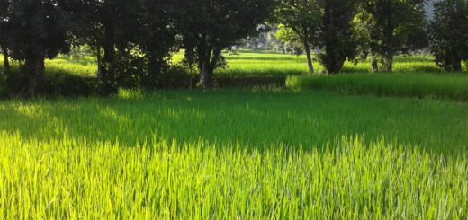 Ashar 15 is celebrated as Dhan Dibas or Rice Plantation Festival in Nepal.