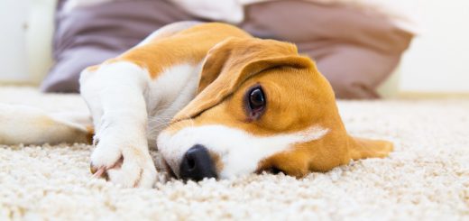 5 Helpful Tips for Raising a Puppy for the First Time