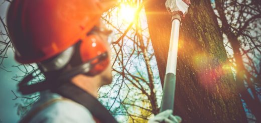 How Much Does It Cost to Remove a Tree From Your Yard?