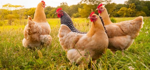 How Much Water Do Chickens Need to Be Happy and Healthy?