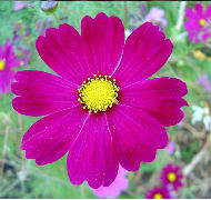 Why a flower blooms?